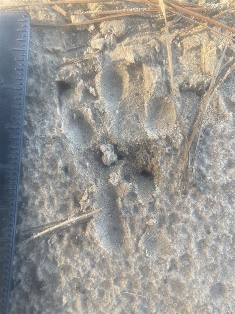 Nine Banded Armadillo Tracks 5feb2022 Gold Academy Private And Corporate Training