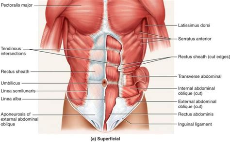 Umbilicus Anatomy - Anatomy Reading Source