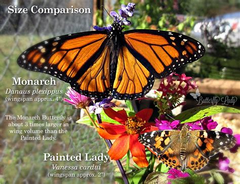 The Incredible Migrating Painted Lady – Butterfly Lady