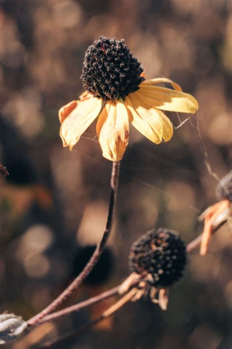 How To Divide Perennials In The Fall Create More Plants For Free