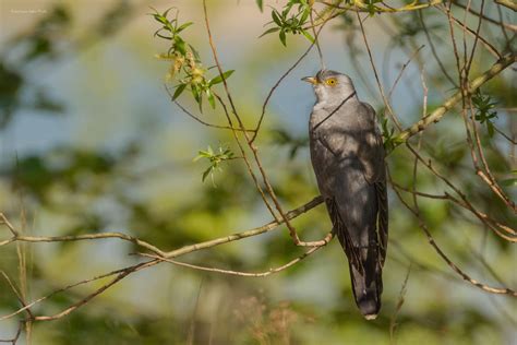 O F T Z U H ö R E N “ Foto And Bild Lumix Natur Leica Bilder Auf Fotocommunity