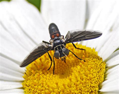 Black And Grey Fly On White Daisy Flower Hd Wallpaper Wallpaper Flare