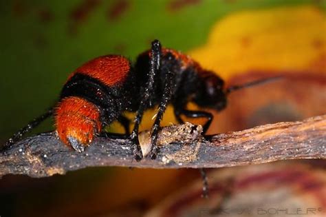 Red Velvet Ant Or Cow Killer Ant Dasymutilla Occidentalis Dasymutilla Occidentalis Bugguide