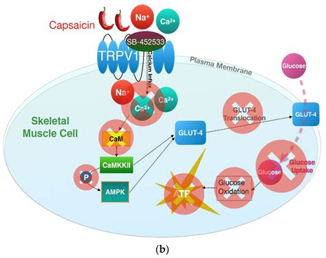 Cells Free Full Text Trpv1 Activation By Capsaicin Mediates Glucose