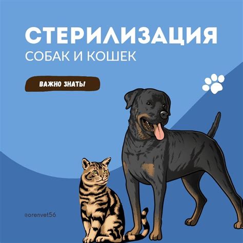 ОренВет | Ветклиника Оренбург | ВКонтакте