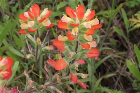 How To Plant And Grow Entireleaf Indian Paintbrushcastilleja Indivisa