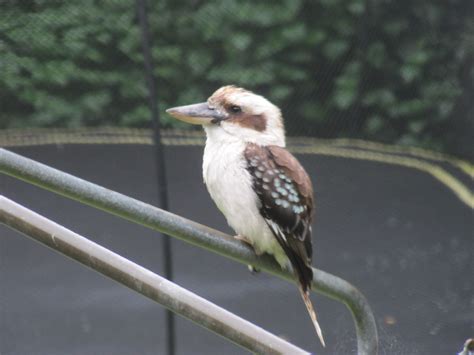 Laughing Kookaburra, Artarmon - Trevor's Birding