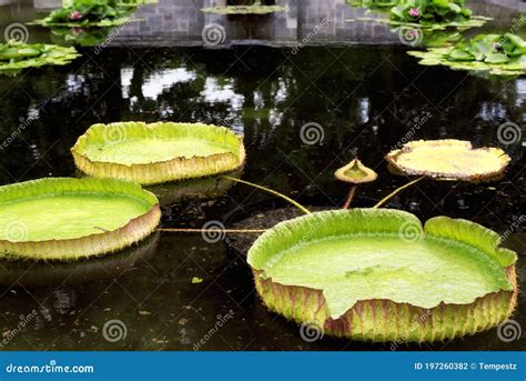 Giant Lily Pads Royalty Free Stock Image 45696226