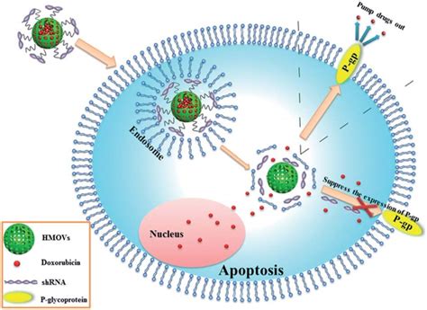 A schematic illustration of the co-delivery strategy of shRNA and ...