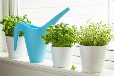 How to Make a Windowsill Herb Garden & Grow Culinary Herbs