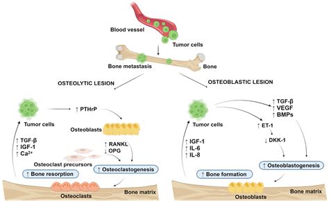 Frontiers The Link Between Bone Derived Factors Osteocalcin