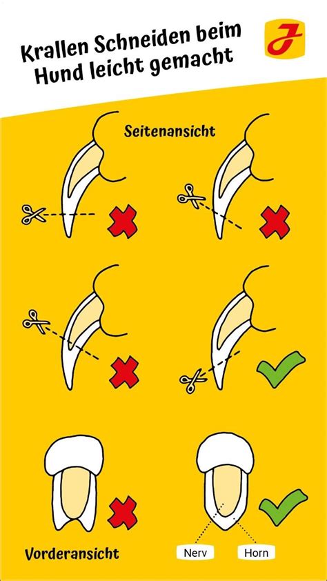 Krallen Schneiden Bei Hunden Tipps Und Anleitung