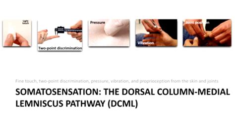 Somatosensory Pathways Flashcards Quizlet