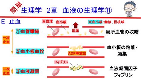 簡単学生理学 2章 血液の生理学⑪ 止血の仕組み YouTube