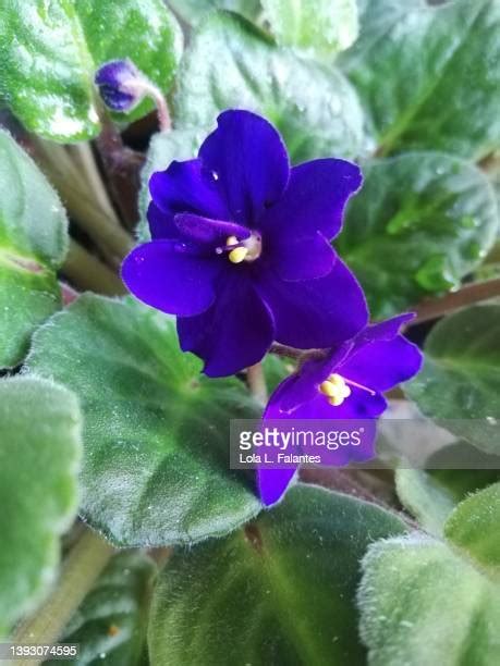 Bunch Of Violets Photos And Premium High Res Pictures Getty Images