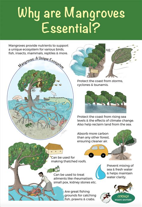 mangrove poster  images behance