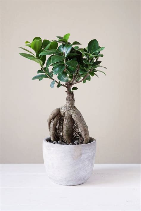 Ginseng Ficus Bonsai Care Growing Ginseng Ficus As A Bonsai Tree