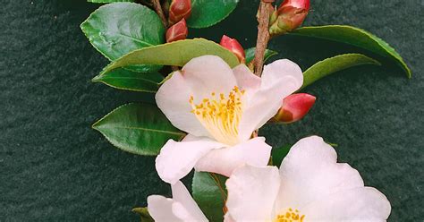 Camellia Fairy Blush Pflanze Pflege Tipps Floragard