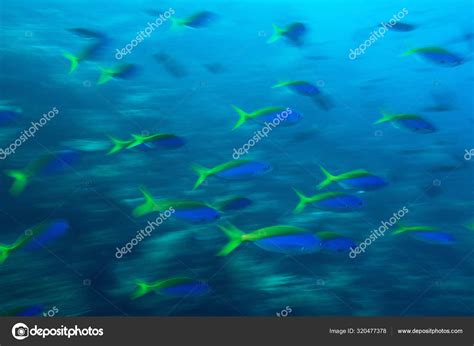 Tropical Fish Ocean Stock Photo by ©ImageSource 320477378