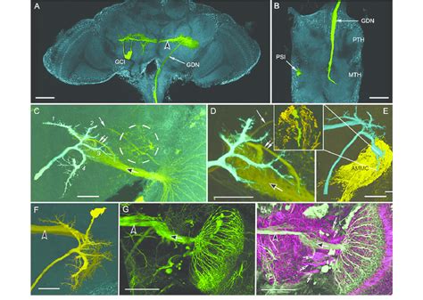 Neural Organization Associated With The Giant Descending Neuron GDN