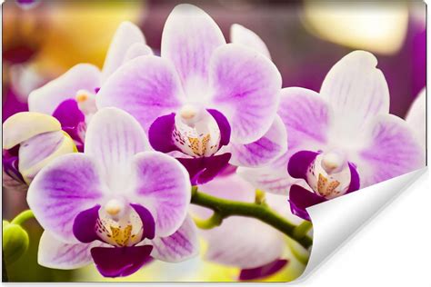 Zixonw Fototapeta Samoprzylepna Tropikalna Orchidea 270X180 Opinie I