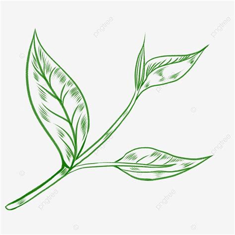 Green Tea Leaves White Transparent Line Drawing Green Tea Leaves