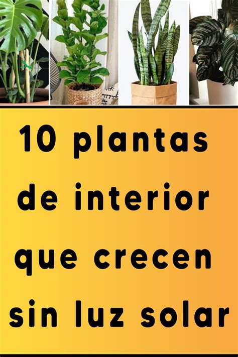 Plantas De Interior Que Crecen Sin Luz Solar Plantas De Interior