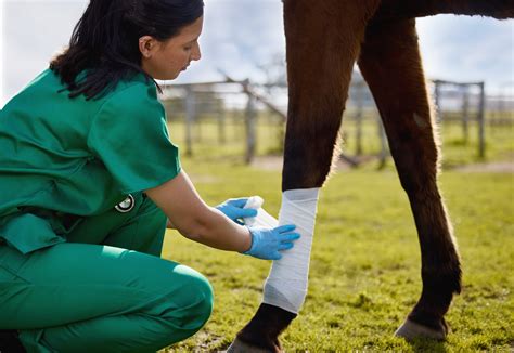 How To Wrap Your Horses Bandages