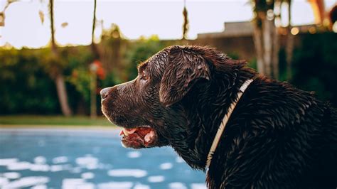 Warum dürfen Hunde keine Schokolade essen Alles über Vergiftungsgefahr