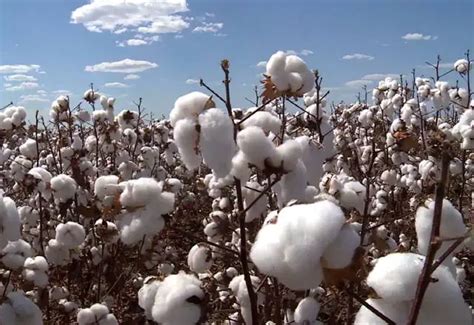 O Cultivo Do Algodão Plantio E Colheita Mundo Ecologia