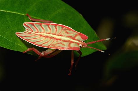 Tessaratomid Giant Shield Bug Nymph Tessaratomidae Flickr