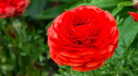 21 Beautiful Flowers That Look Like Roses