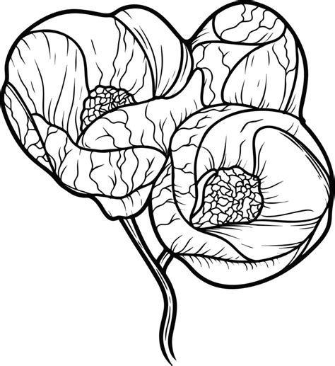 Arte De L Nea De Dibujo De Abutilon H Brido De Flores Aislado Sobre