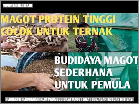 Pengaruh Perubahan Iklim Pada Budidaya Magot Lalat Bsf Adaptasi Dan