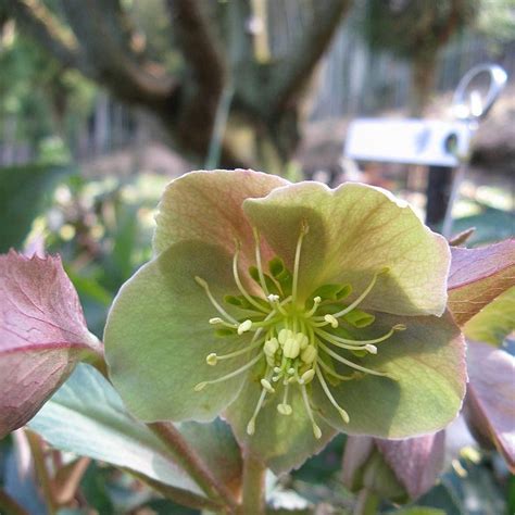 Helleborus X Sternii Boughton Beauty Hellebore Boughton Beauty In