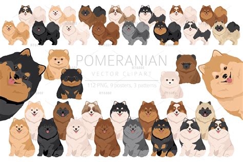 Pomeranian Dog Clipart Free Download Transparent Png Creazilla