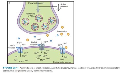 Mechanism of General Anesthetic Action