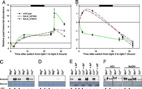 Functional Characterization Of The CSK A And B Inactivation Of