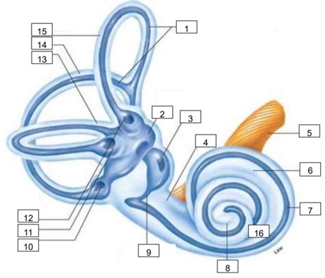 gehoorzintuig 2 Diagram | Quizlet