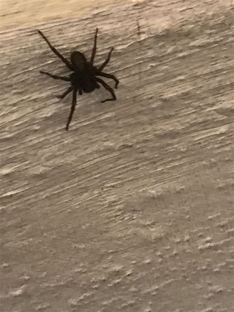 Salem Massachusetts Large Brown Spider Rwhatsthisbug