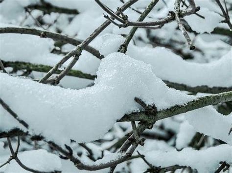 Snow In Florida: Do You Remember? - Lakeland, FL Patch