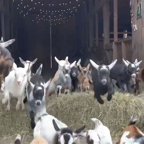 These Baby Goats Are All Of Us Trying To Leave 2021 Behind Good