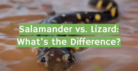 Salamander Vs Lizard Whats The Difference Reptileprofy