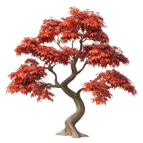 red japanese maple tree 6