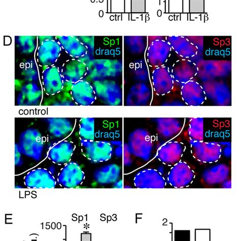 Sp1 And Sp3 Expression In The Fetal Mouse Lung A Immunostaining Of