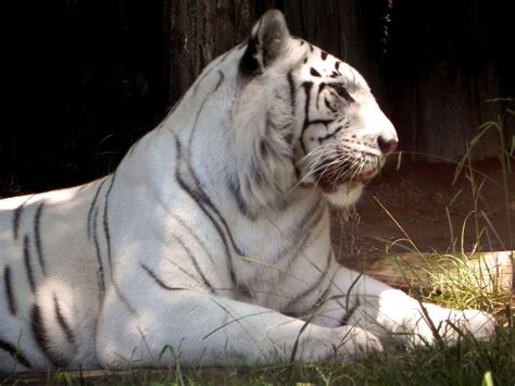 White Tigers Mutations Of Bengal Species