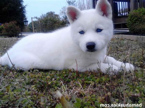 All White Husky Puppies For Sale | PETSIDI