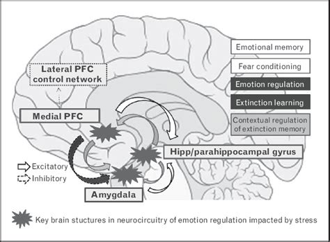 Key Structures In Neurocircuitry Of Fear And Anxiety Amygdala Medial