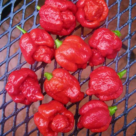 Pepper Extreme Hot Trinidad Moruga Scorpion Horticultural Consultancy