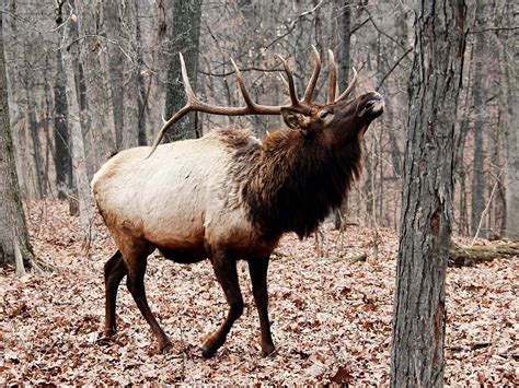 Elk Reintroduction A Different Kind Of Missouri Comeback Elk